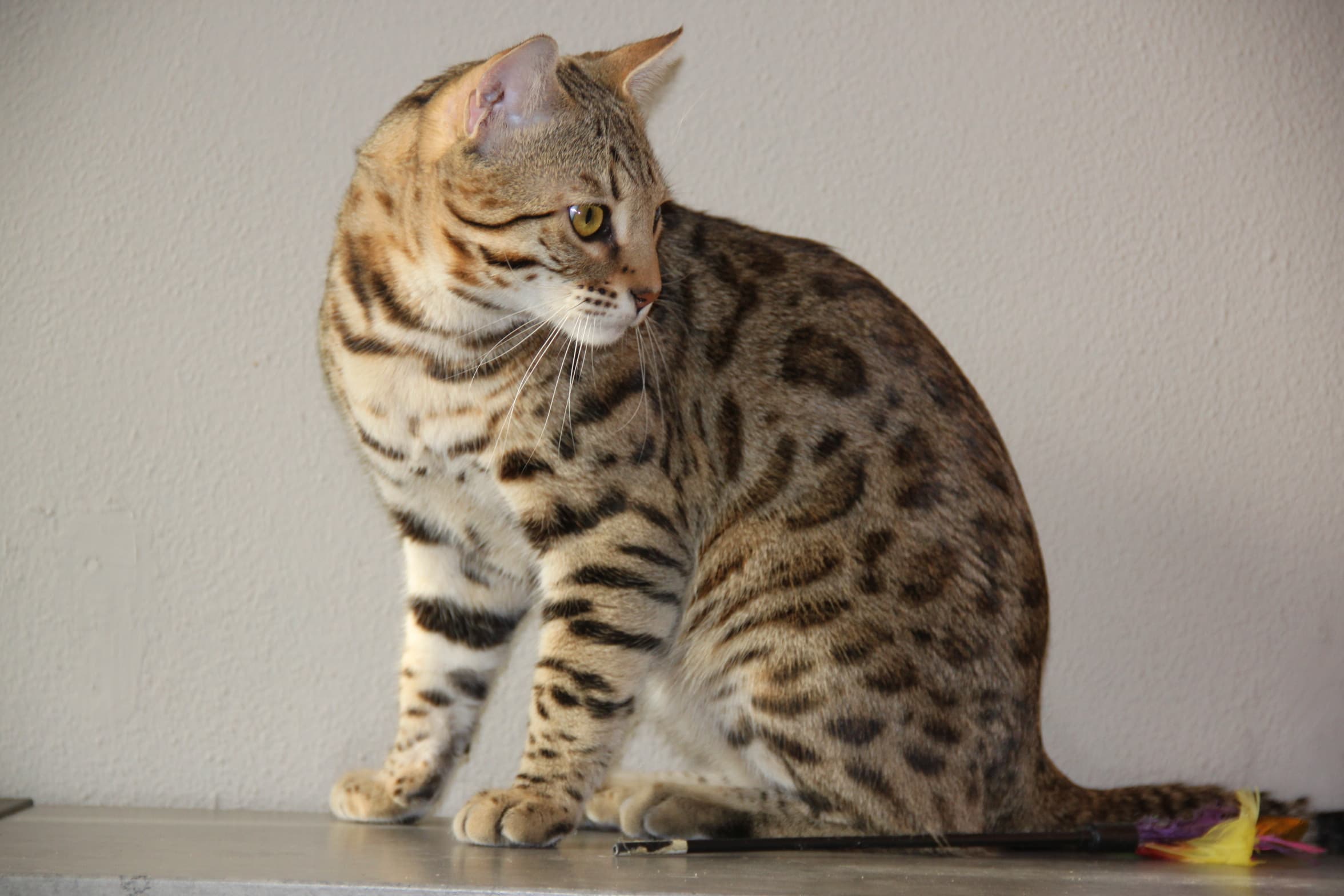 Champion Bengal cat